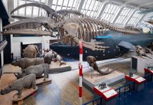 The Mammals Gallery at the Natural History Museum in London