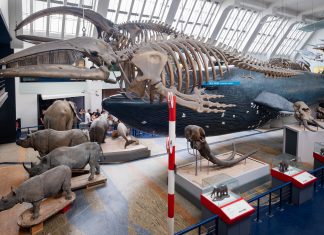 The Mammals Gallery at the Natural History Museum in London