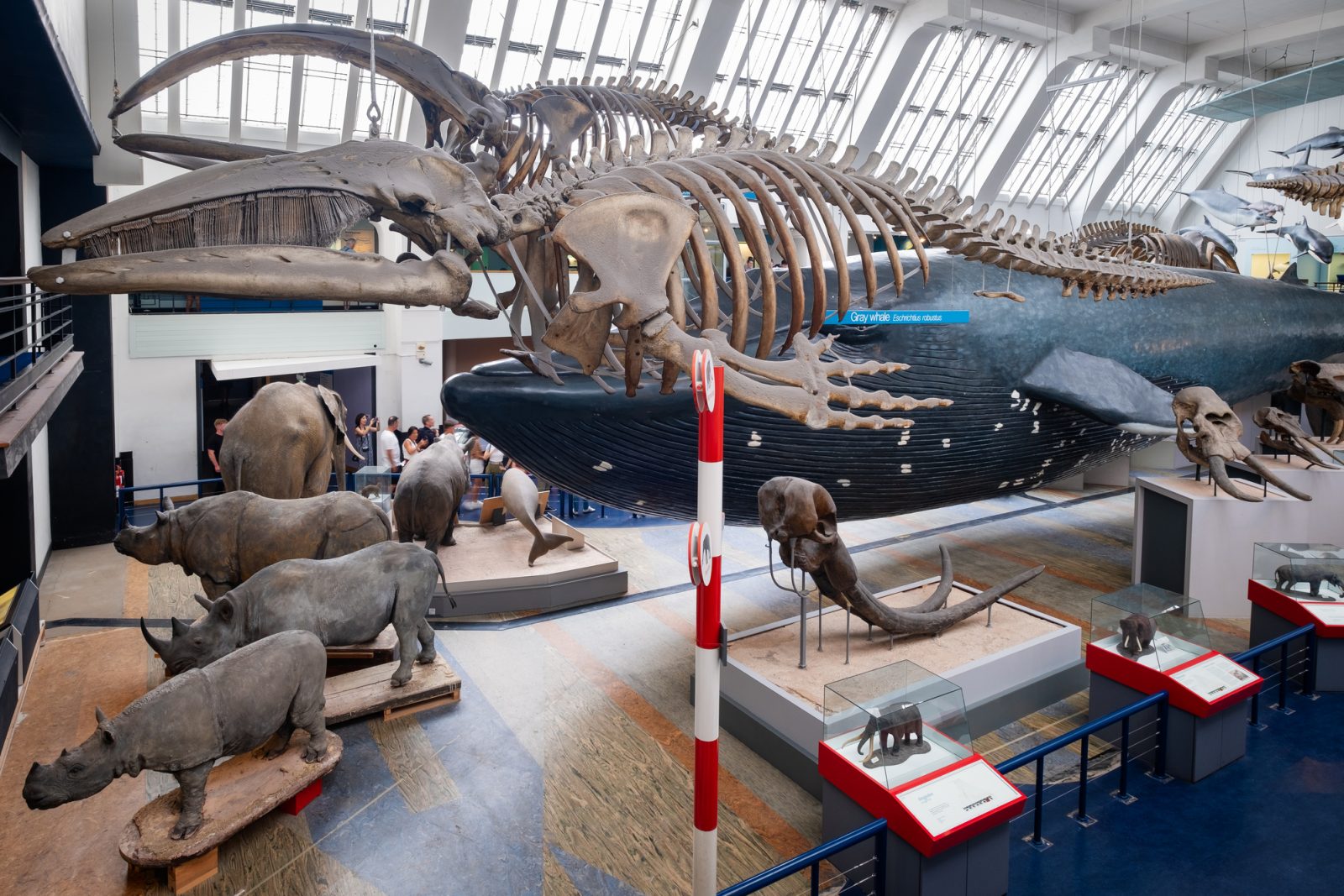 The Mammals Gallery at the Natural History Museum in London