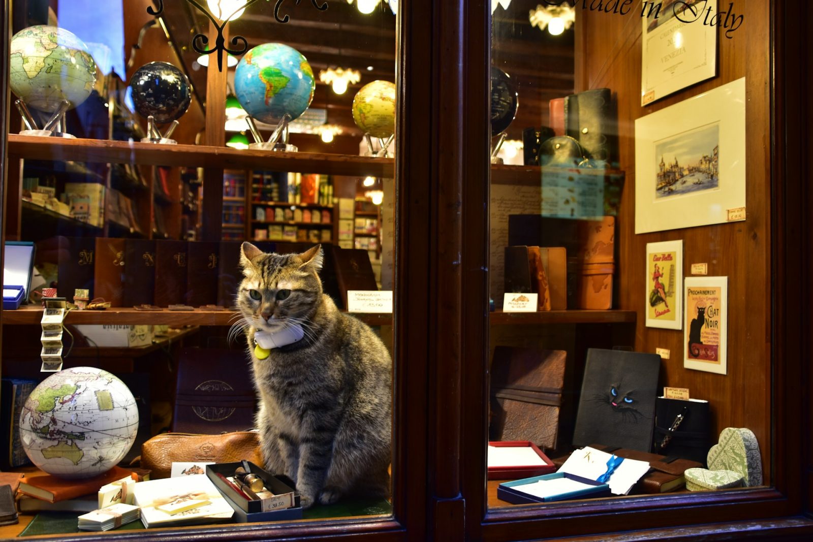 a-cat-sitting-on-a-desk